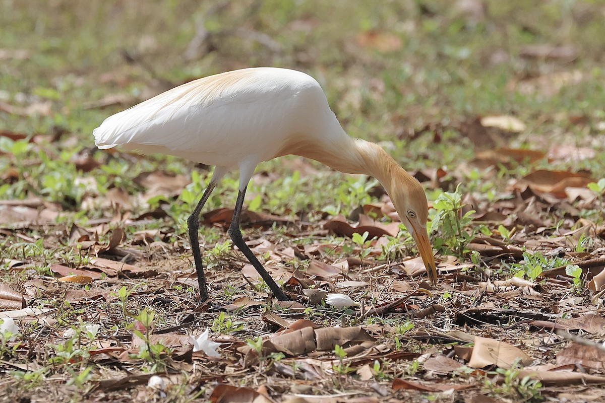 eBird Checklist 31 Mar 2023 Kota KinabaluTanjung Aru Beach 34