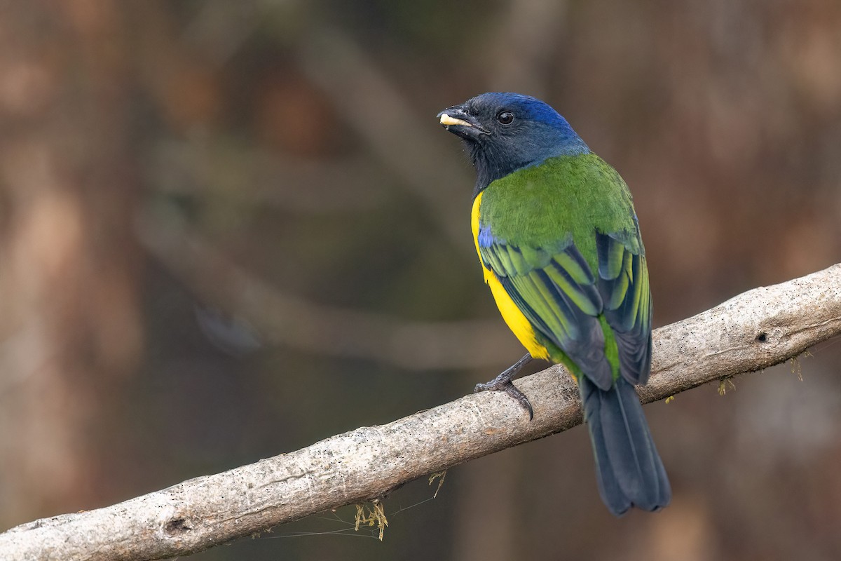 Black-chested Mountain Tanager - ML551654961