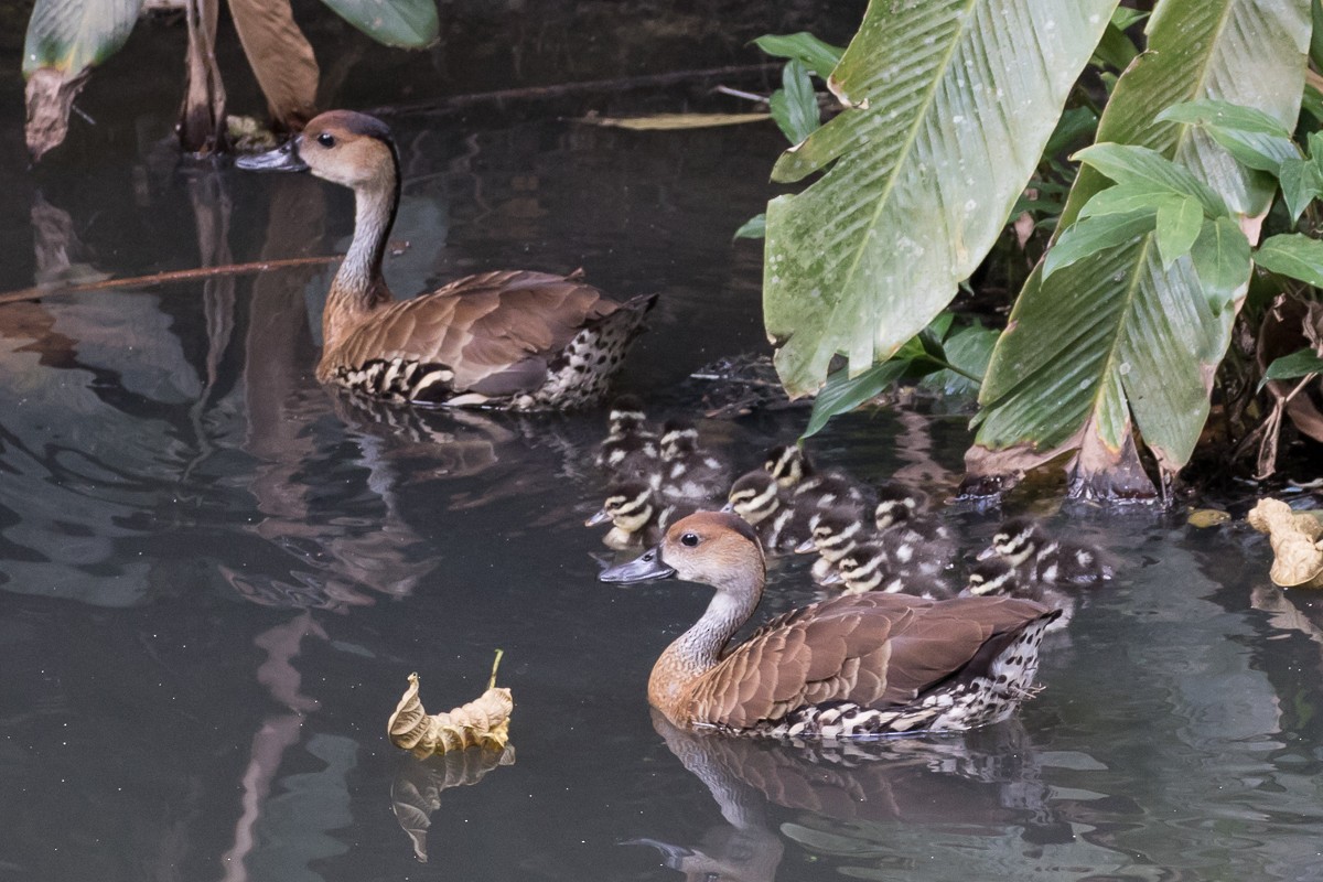 West Indian Whistling-Duck - ML55165531