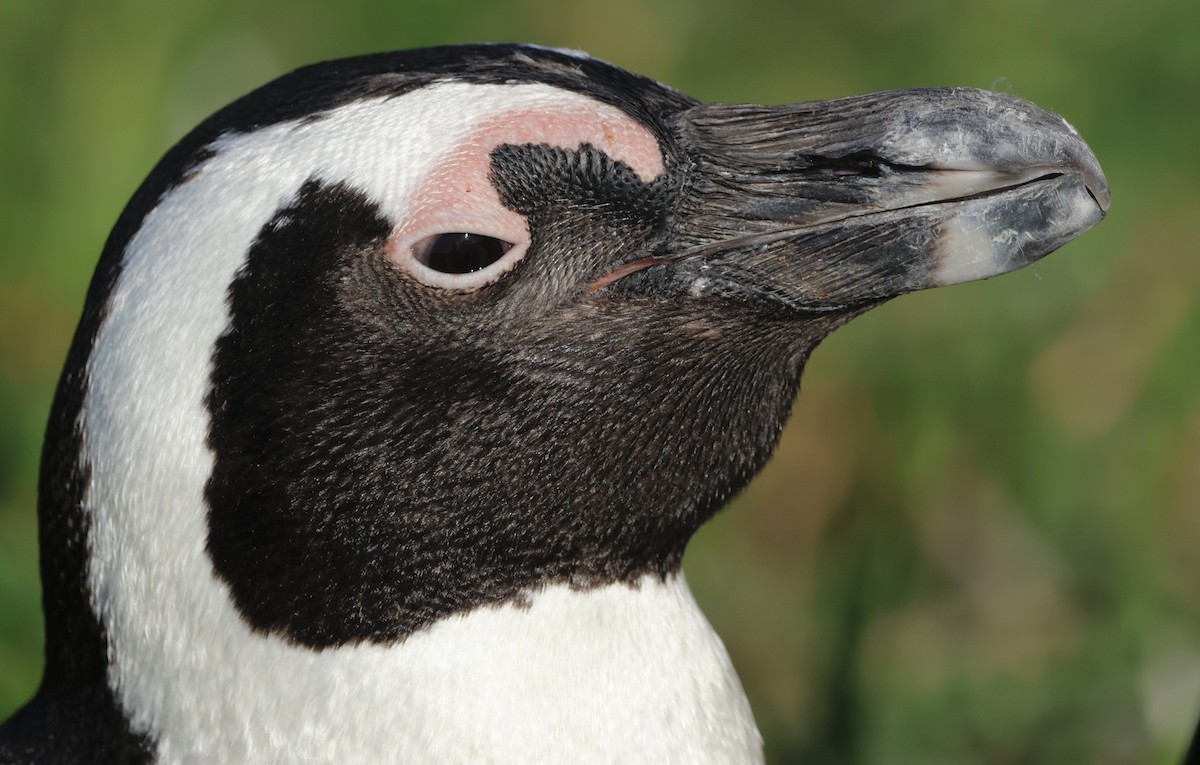 Pingüino de El Cabo - ML551656121