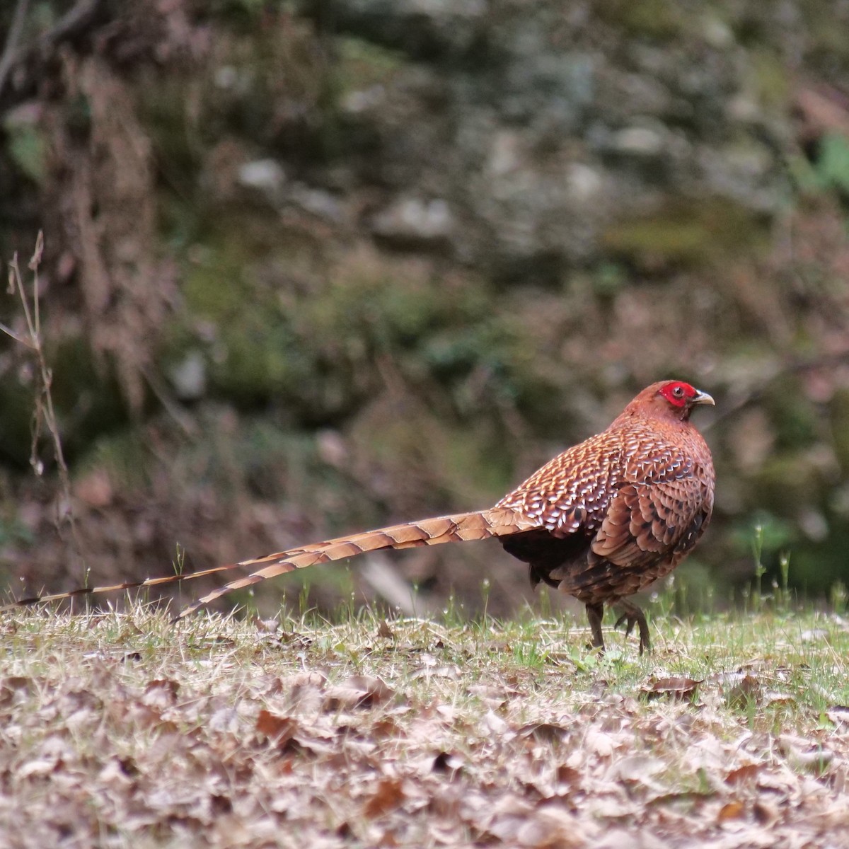 Copper Pheasant - Jim Mori