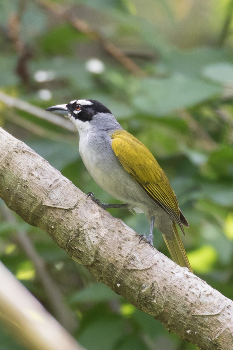 Black-crowned Palm-Tanager - ML55166071