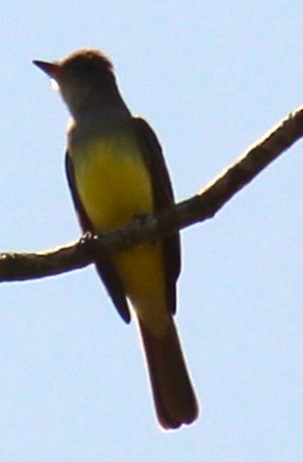 Great Crested Flycatcher - ML551661011