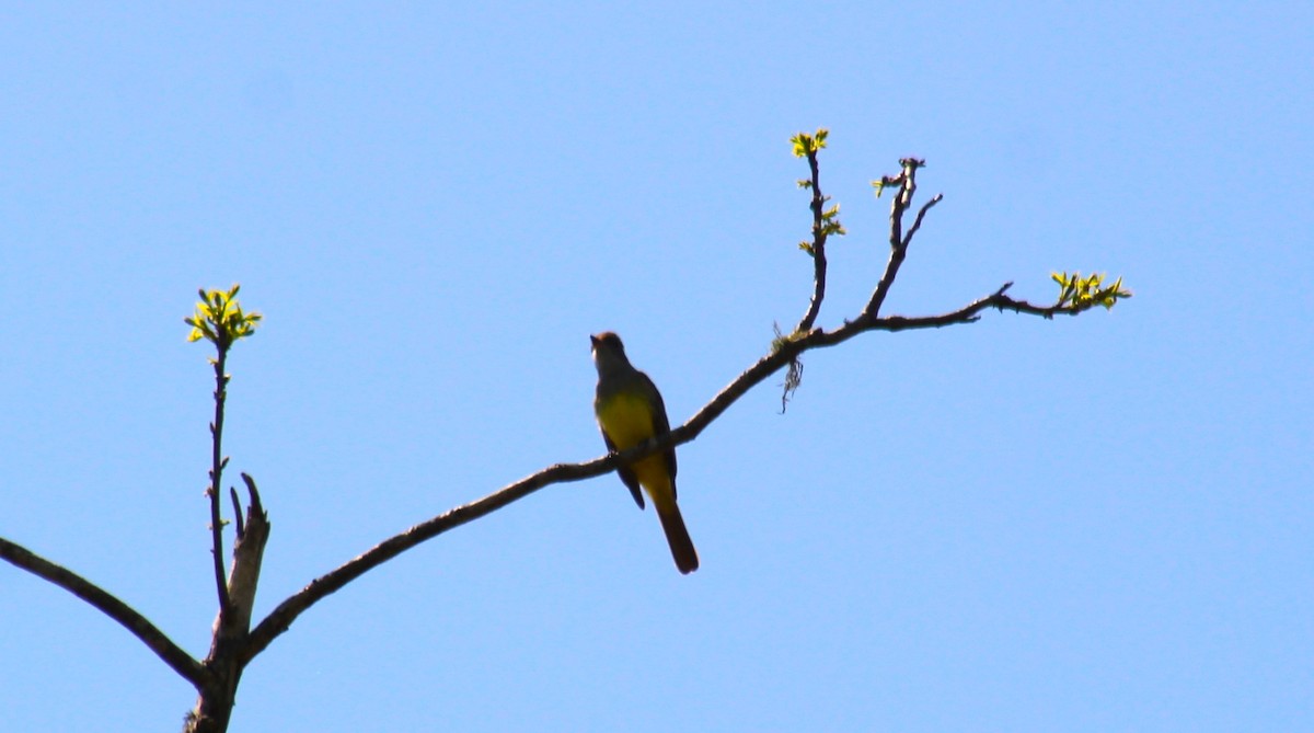 Great Crested Flycatcher - ML551661021