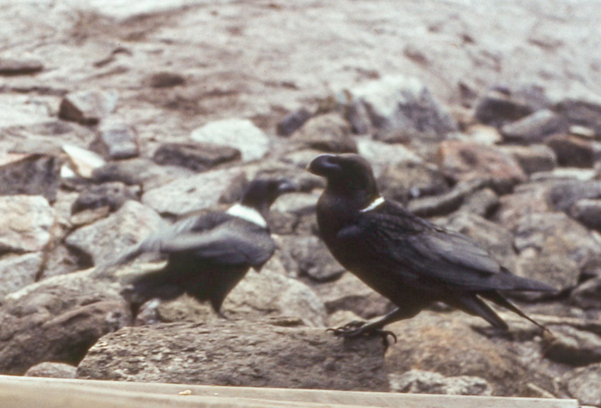 White-necked Raven - ML551661531