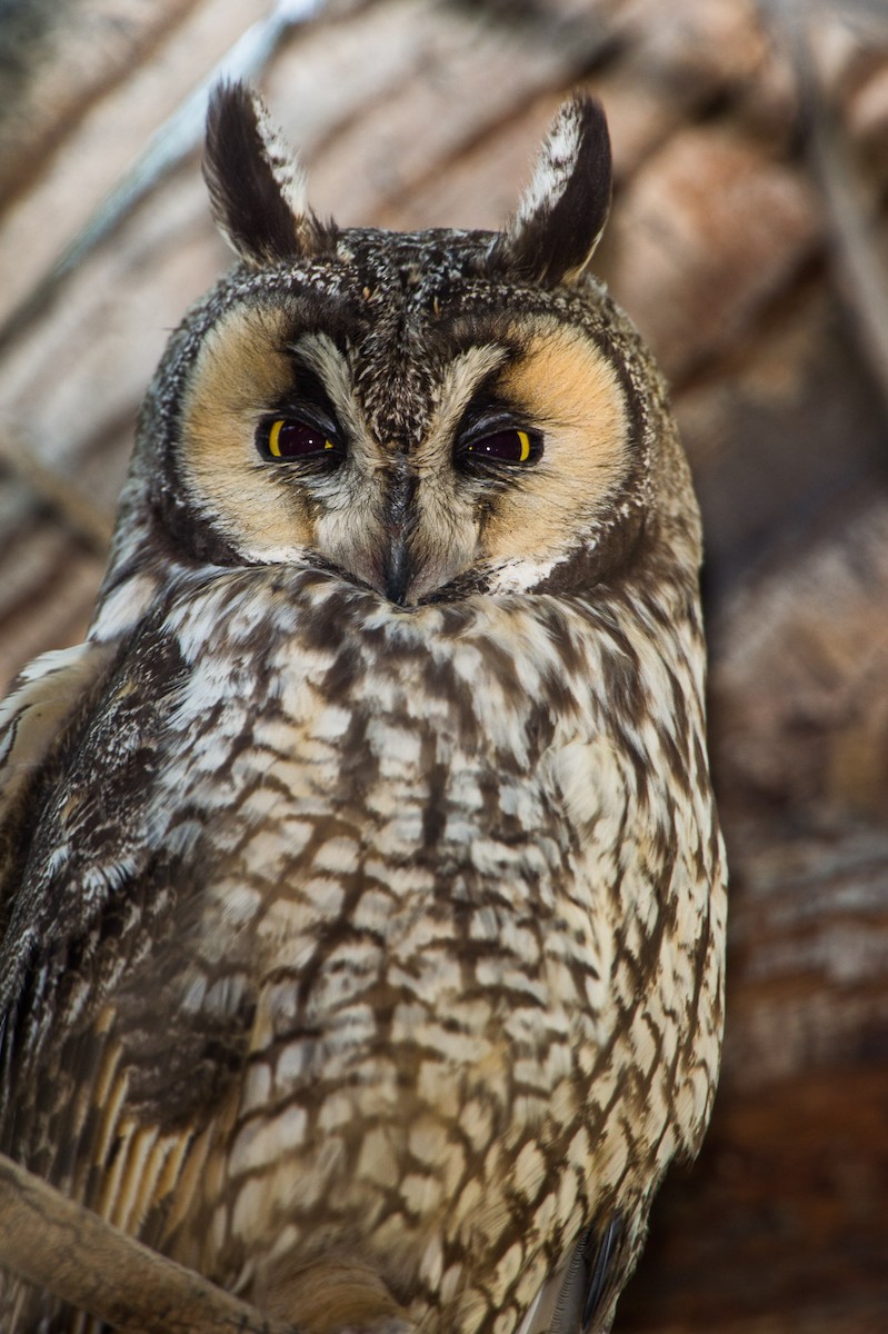 Long-eared Owl - Evan Rasmussen