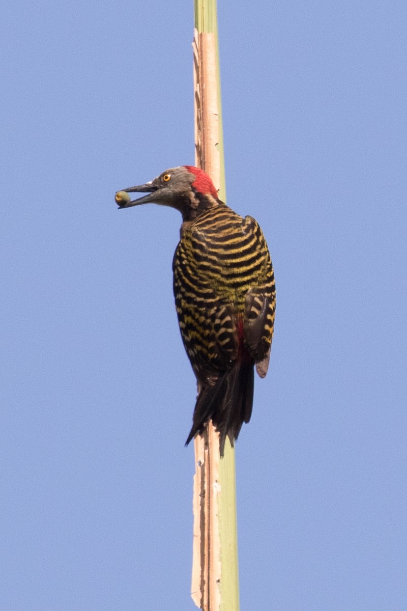 Hispaniolan Woodpecker - ML55166361