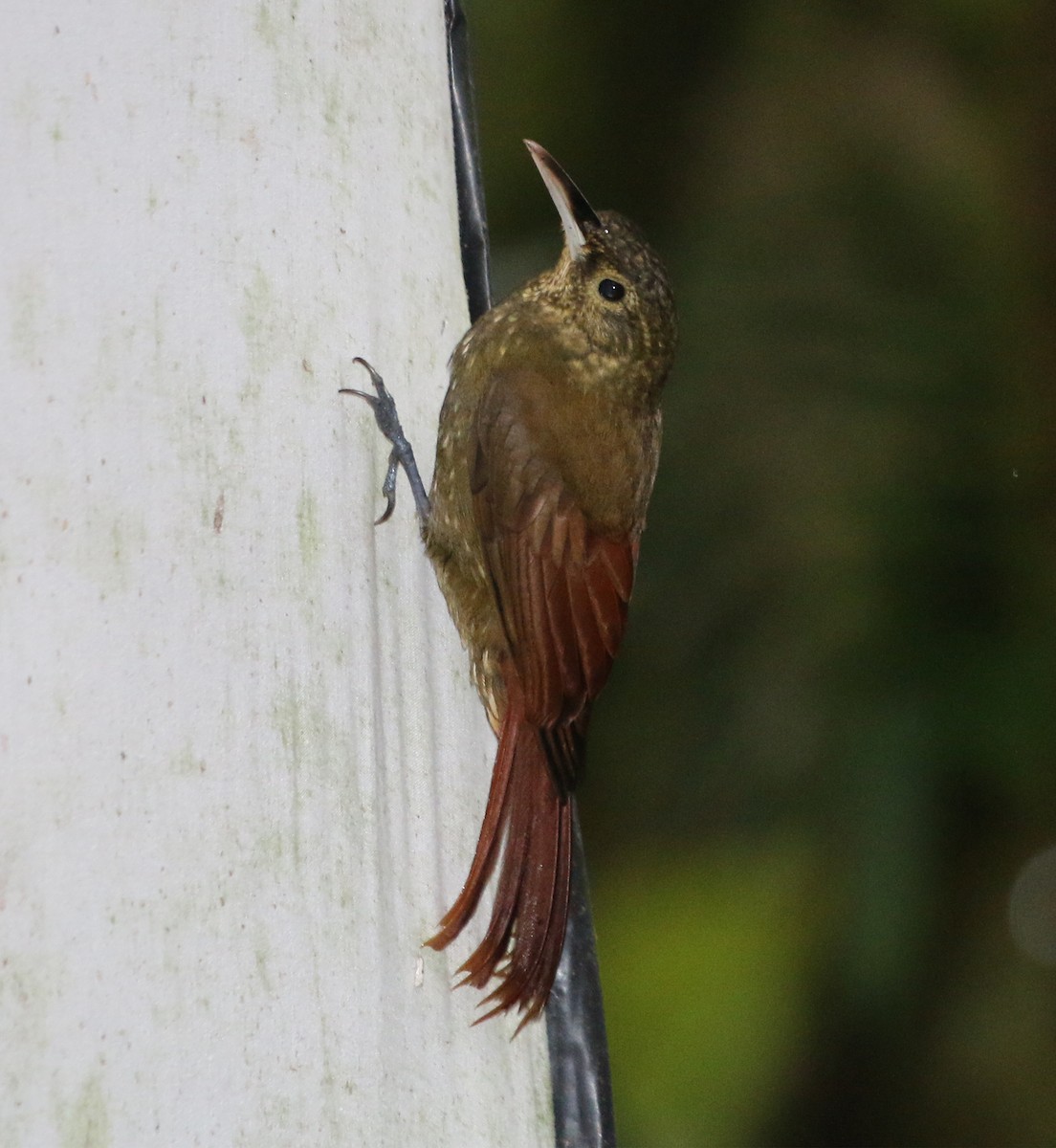 Spotted Woodcreeper - ML551666581