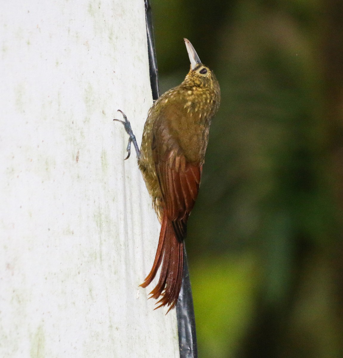 Spotted Woodcreeper - ML551666591