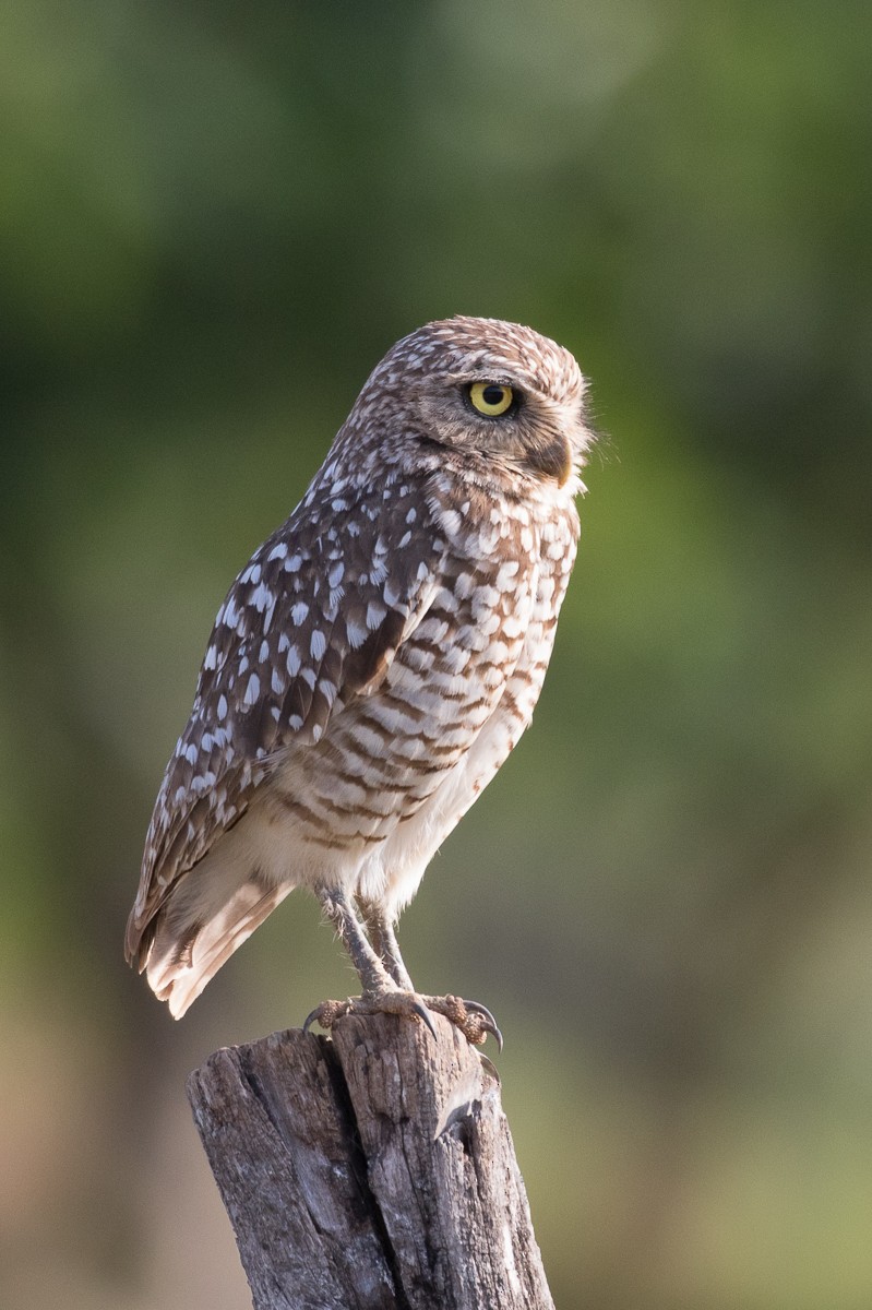 Burrowing Owl - Robert Lewis