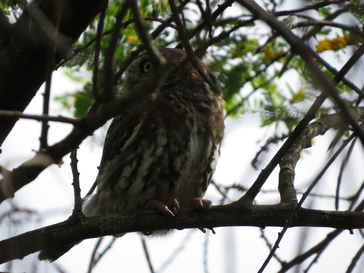 Pearl-spotted Owlet - ML551670381