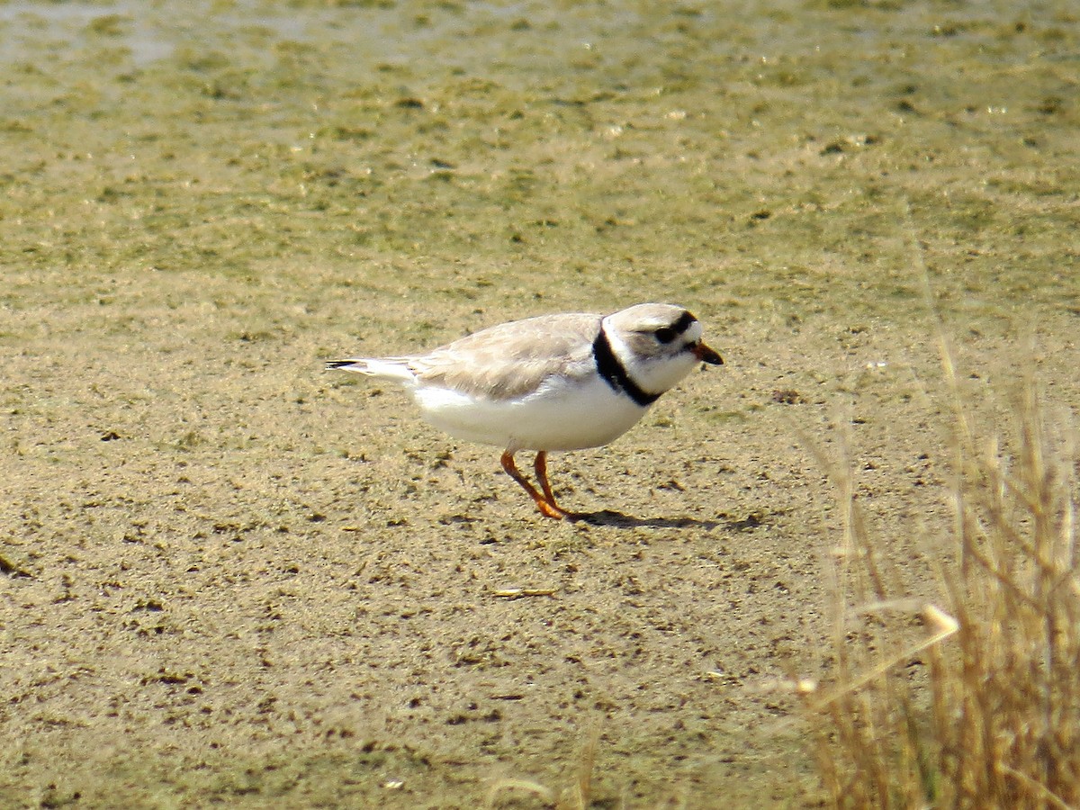 Piping Plover - ML55167071