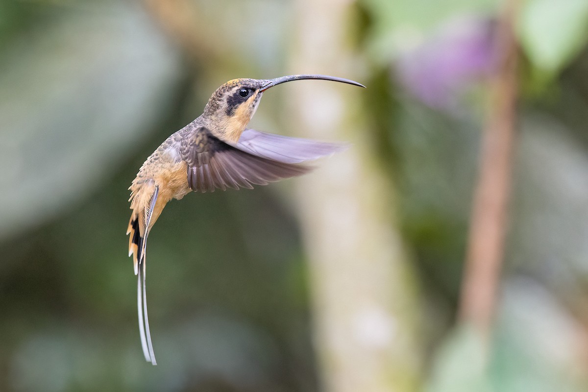 kolibřík dlouhoocasý - ML551671251