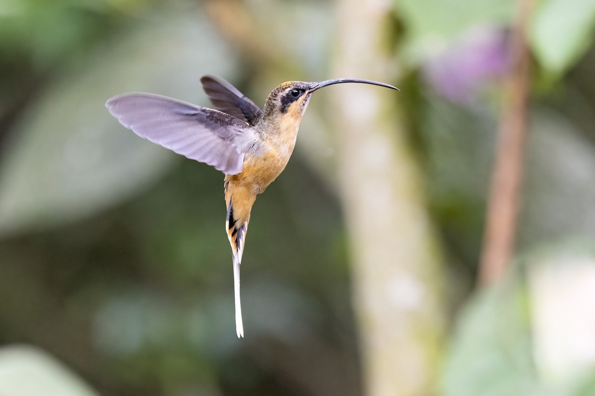 kolibřík dlouhoocasý - ML551671261