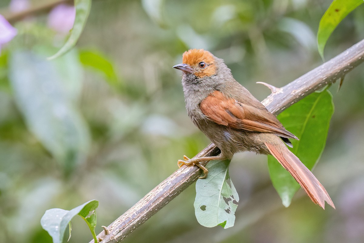 Red-faced Spinetail - ML551671801