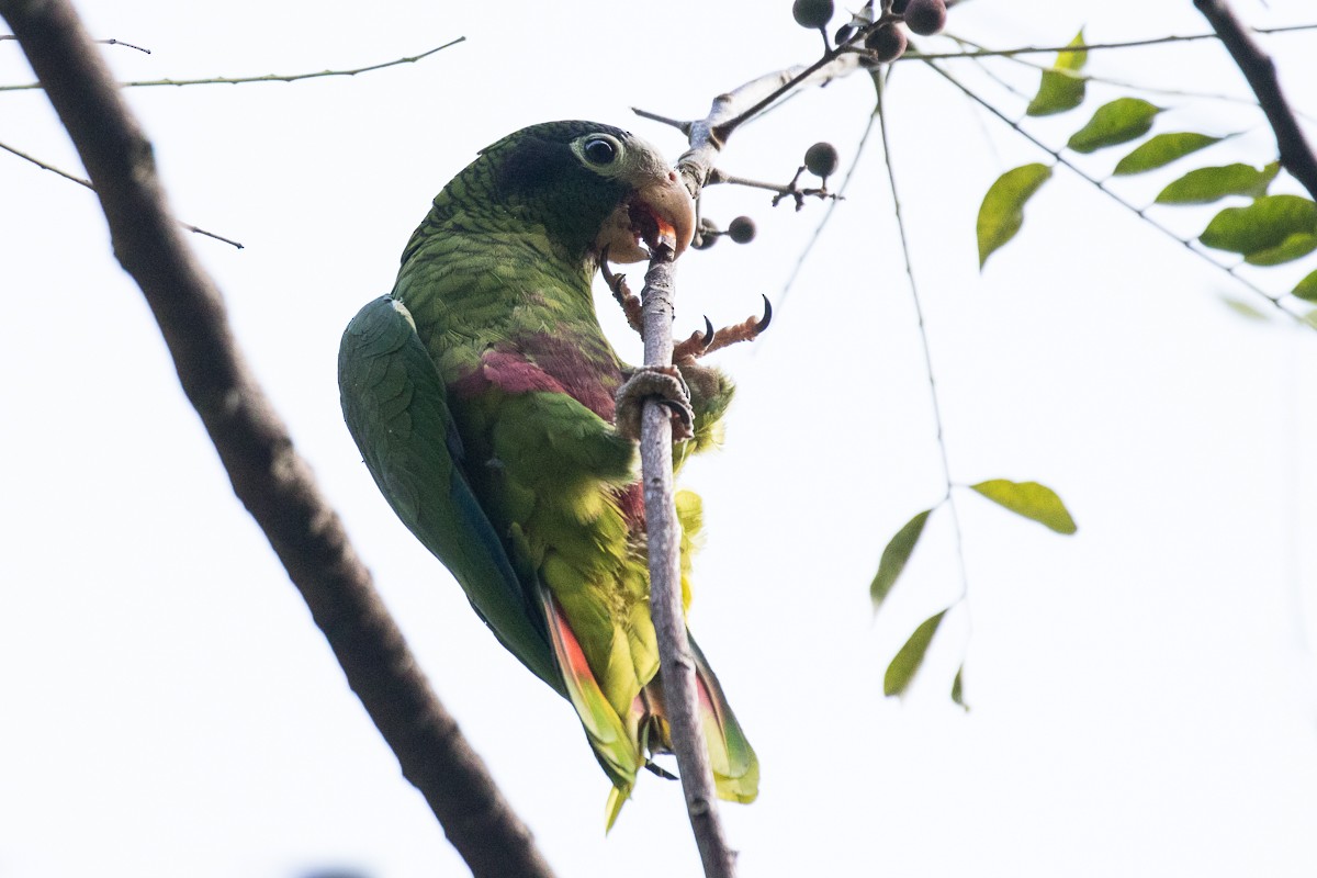 Hispaniolan Parrot - Robert Lewis