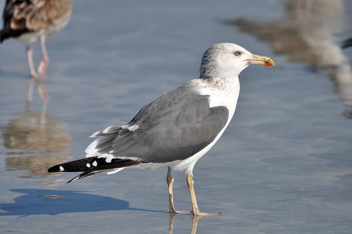 Lesser Black-backed Gull (Heuglin's) - ML551674541