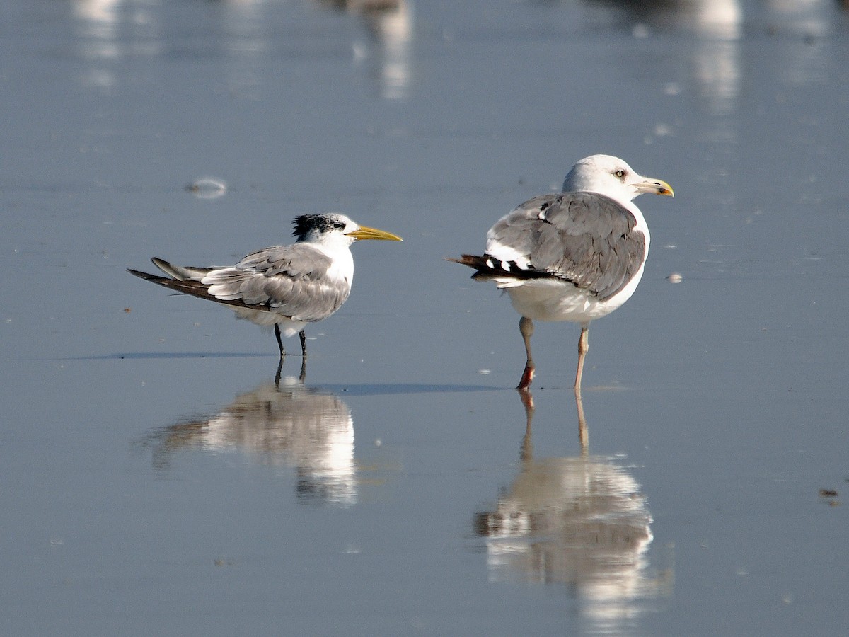Great Crested Tern - ML551674841