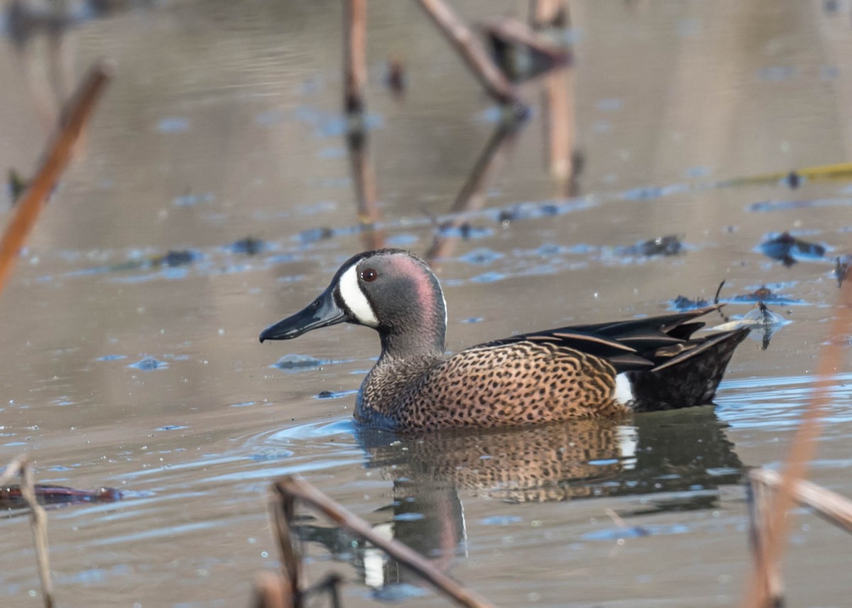 Blue-winged Teal - ML551675181