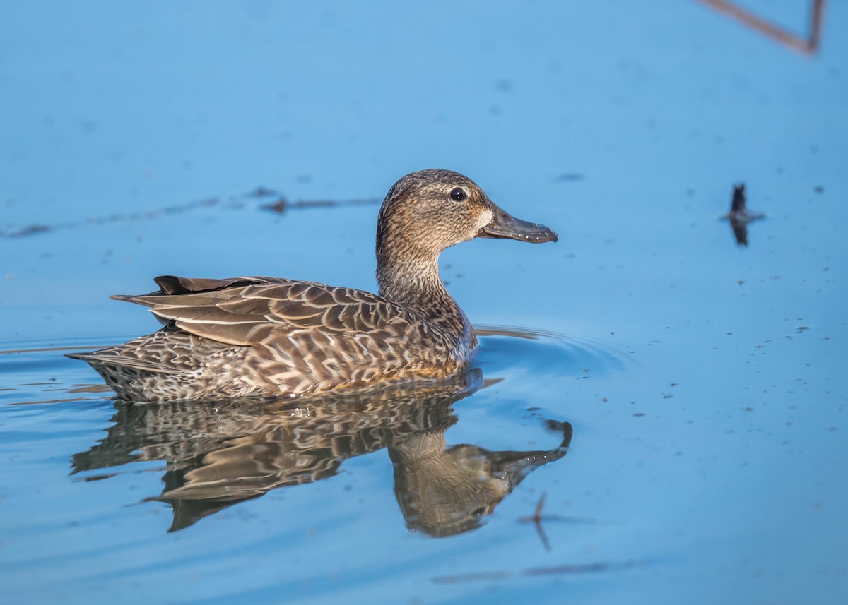 Blue-winged Teal - ML551675201