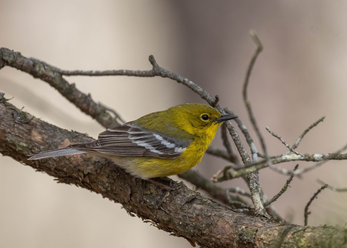 Pine Warbler - Harrison Ponn