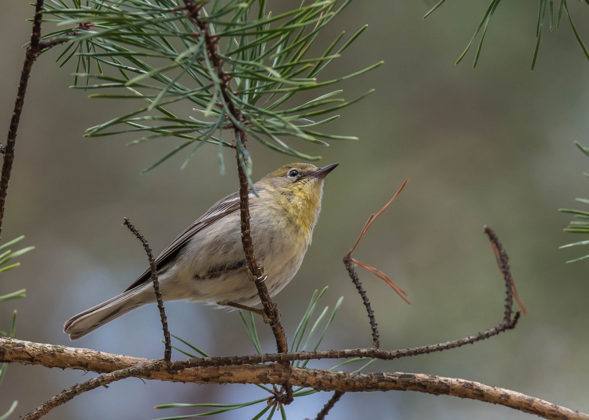 Pine Warbler - ML551678191