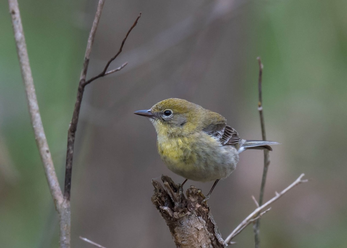 Pine Warbler - ML551678341