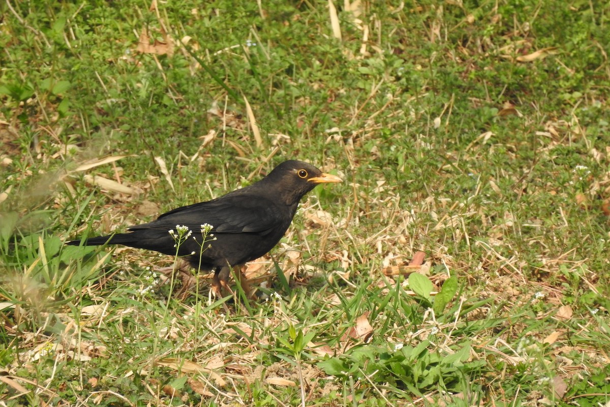 Chinese Blackbird - ML551678991