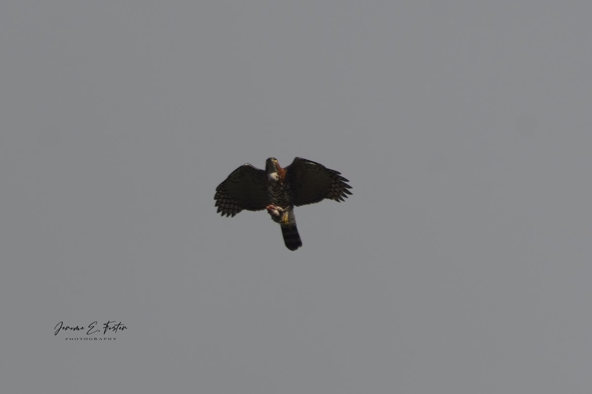 Ornate Hawk-Eagle - ML551681271