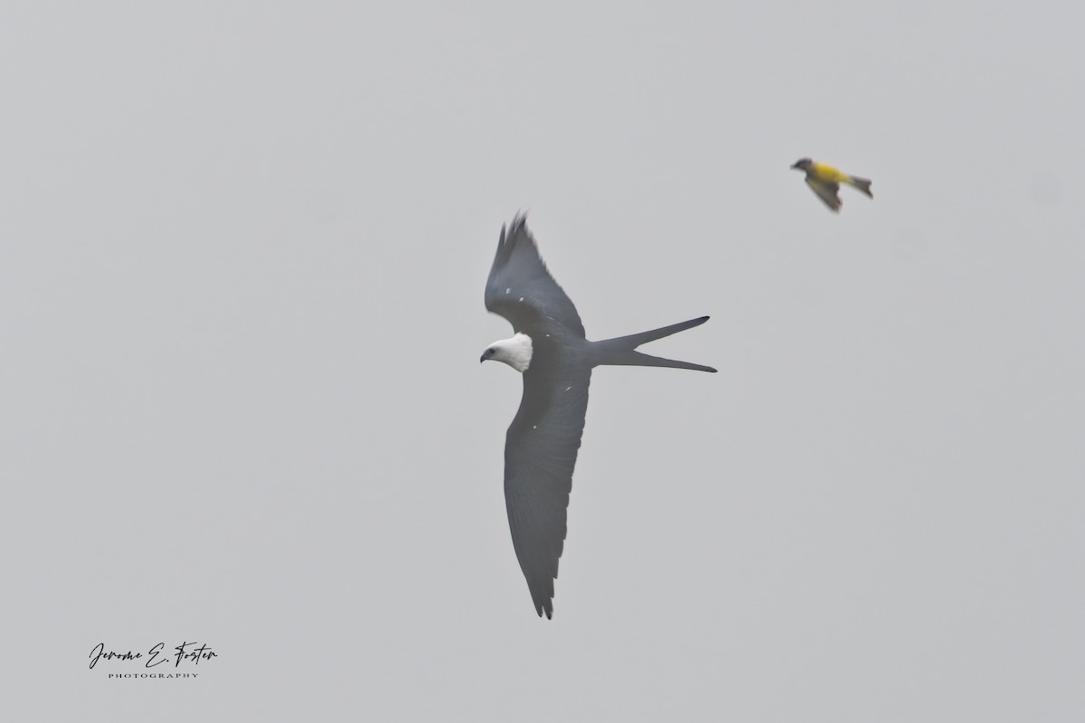 Swallow-tailed Kite - ML551681351