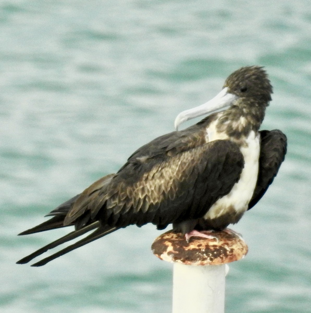 Red-footed Booby - ML551682221
