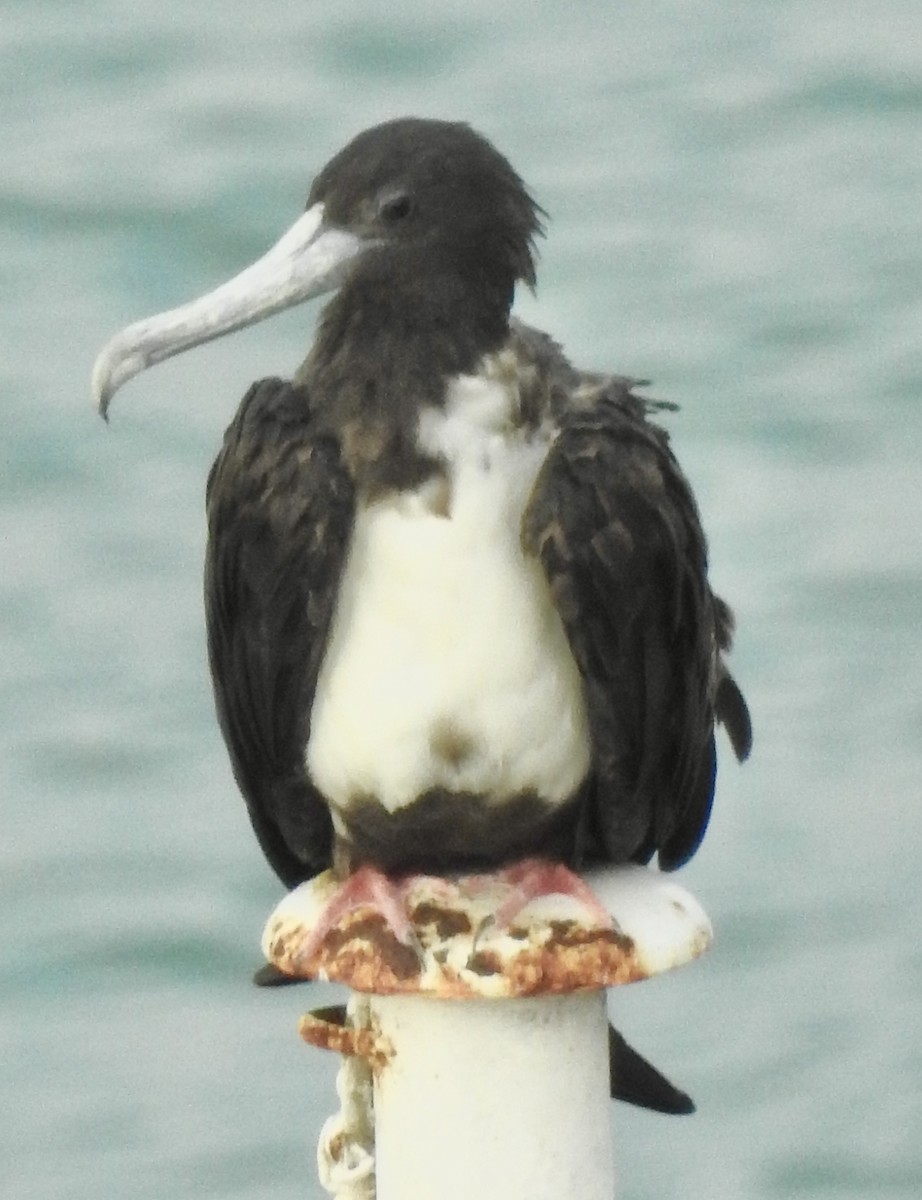 Red-footed Booby - ML551682231