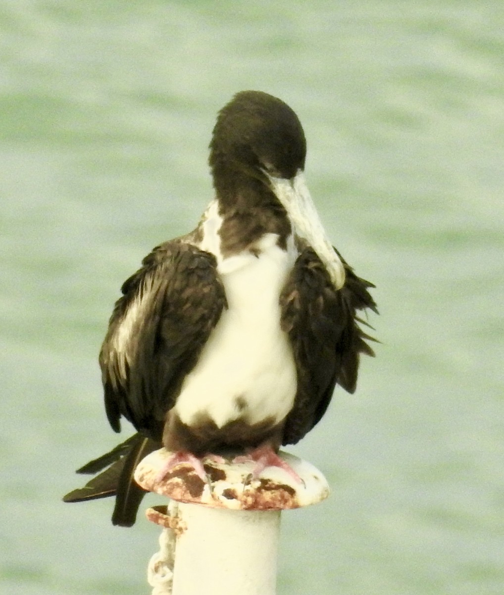 Red-footed Booby - ML551682241