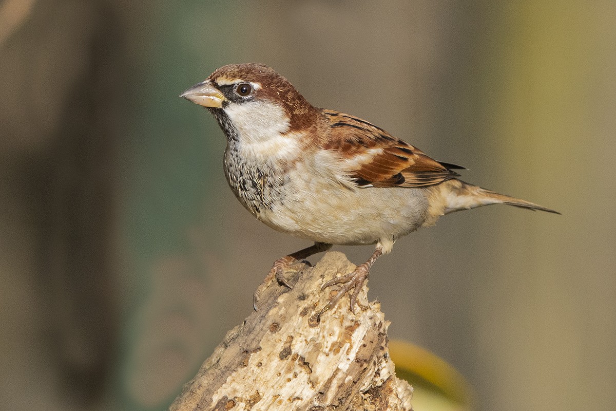 Italian Sparrow - ML551683531