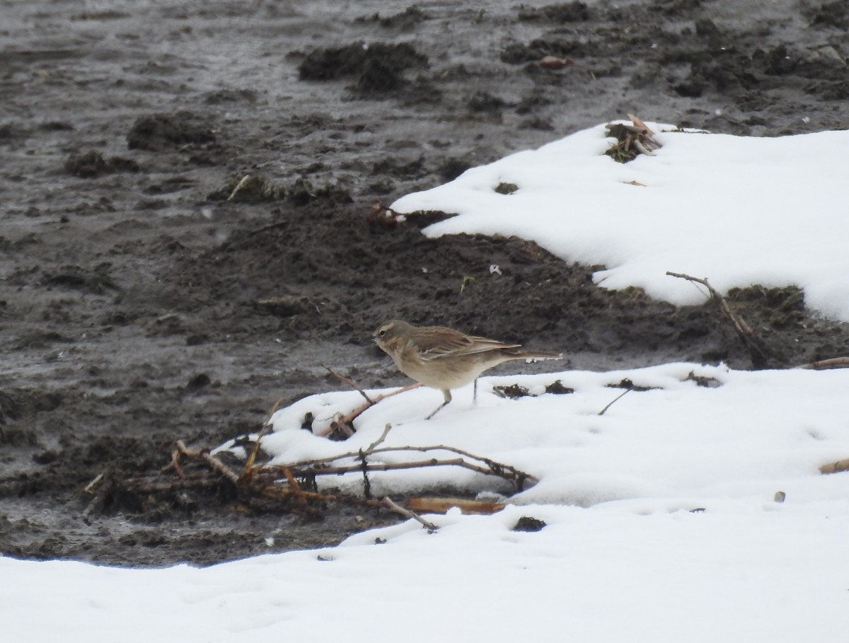 Water Pipit - ML551683611