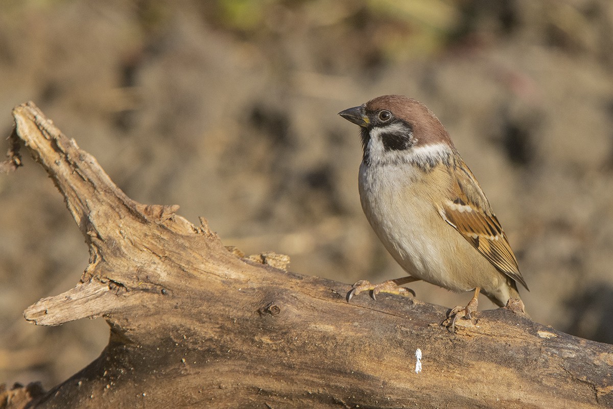Eurasian Tree Sparrow - ML551683671