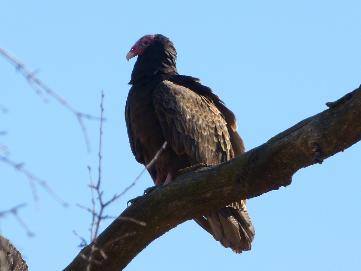 Turkey Vulture - ML551684081