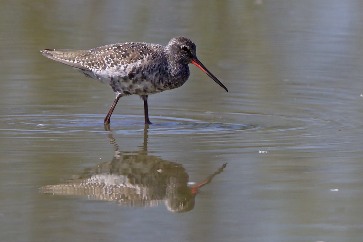 Spotted Redshank - ML551685521