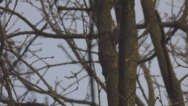 Short-toed Treecreeper - ML551685691