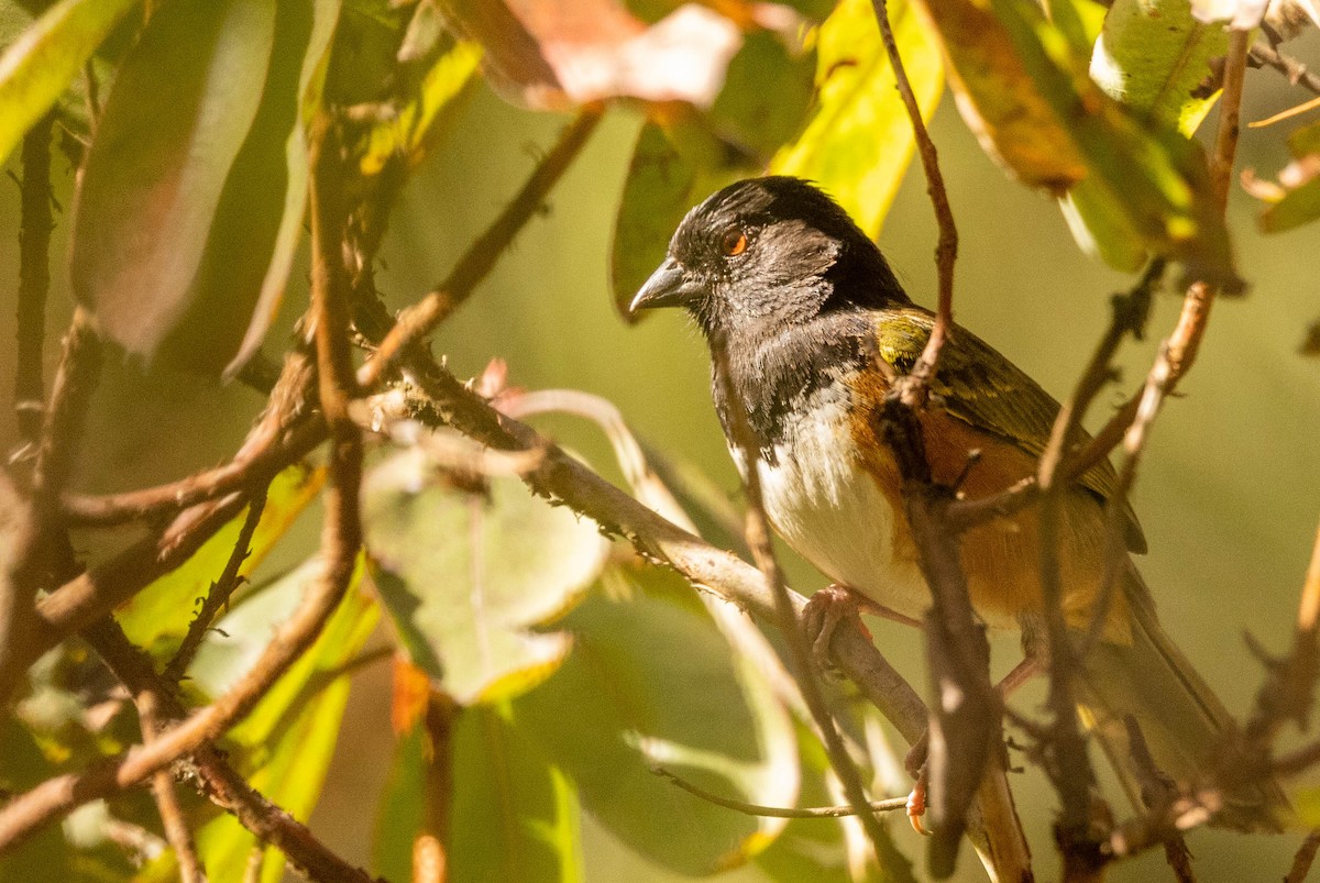 Spotted Towhee (Olive-backed) - ML551687101