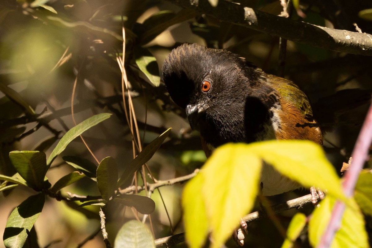 Spotted Towhee (Olive-backed) - ML551687131