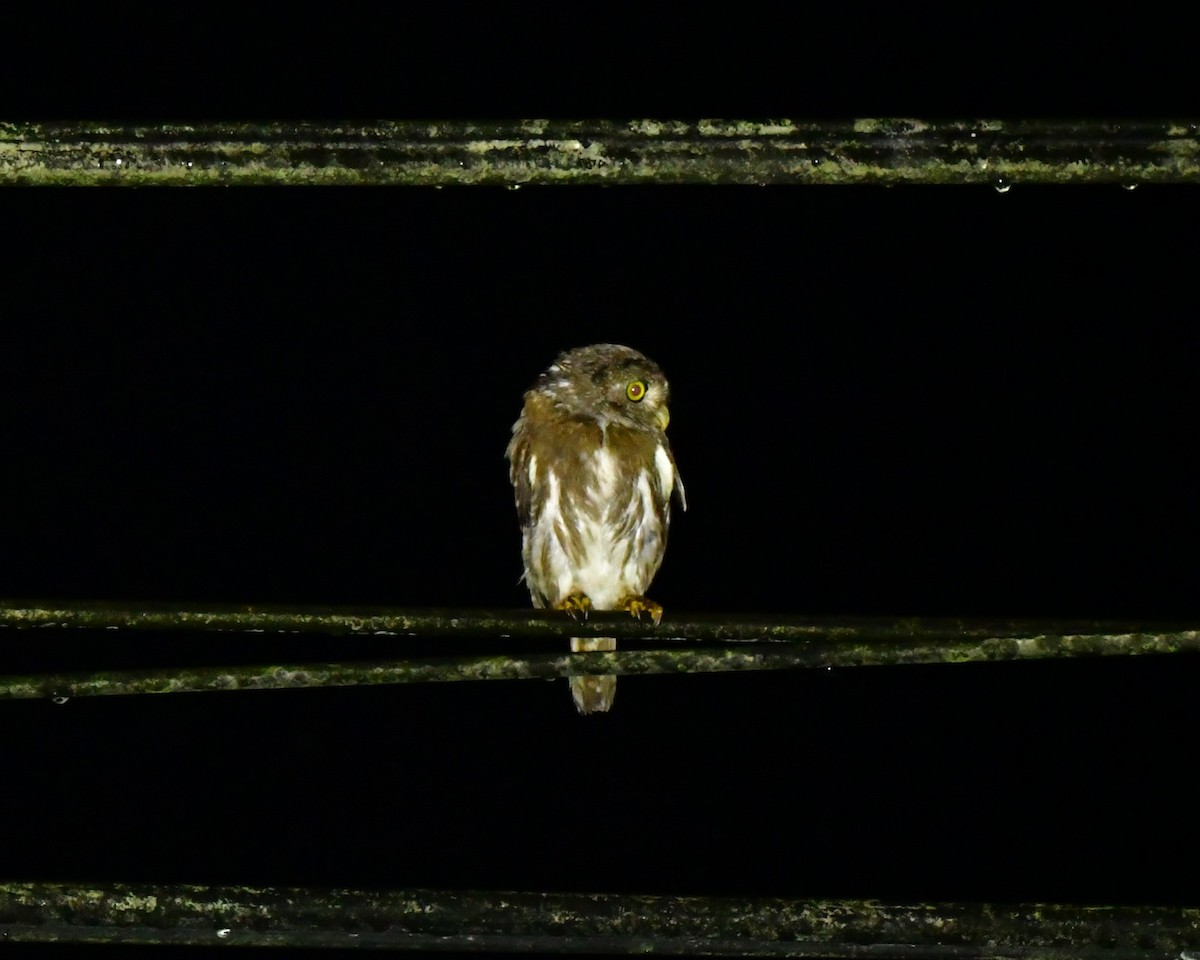 Ferruginous Pygmy-Owl - ML551687981
