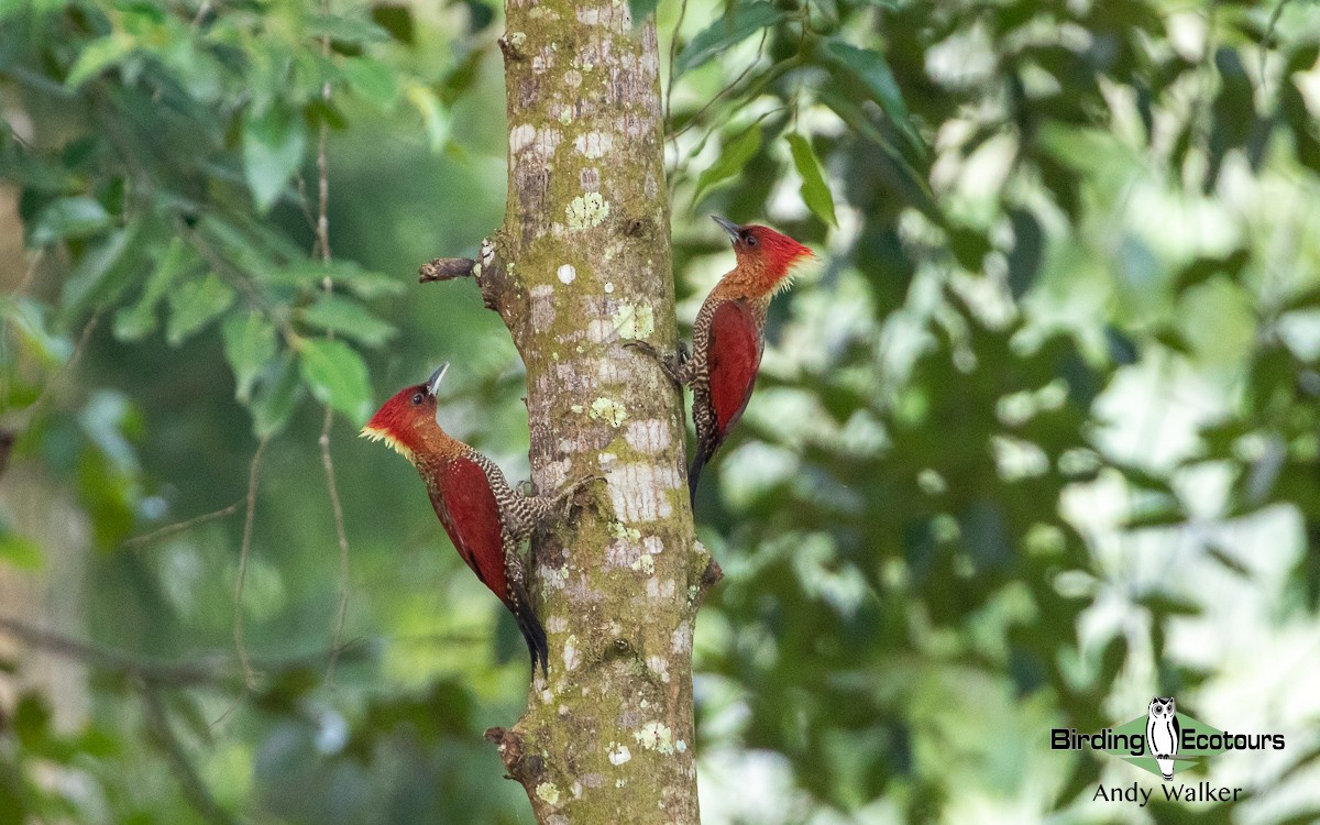 Banded Woodpecker - Andy Walker - Birding Ecotours
