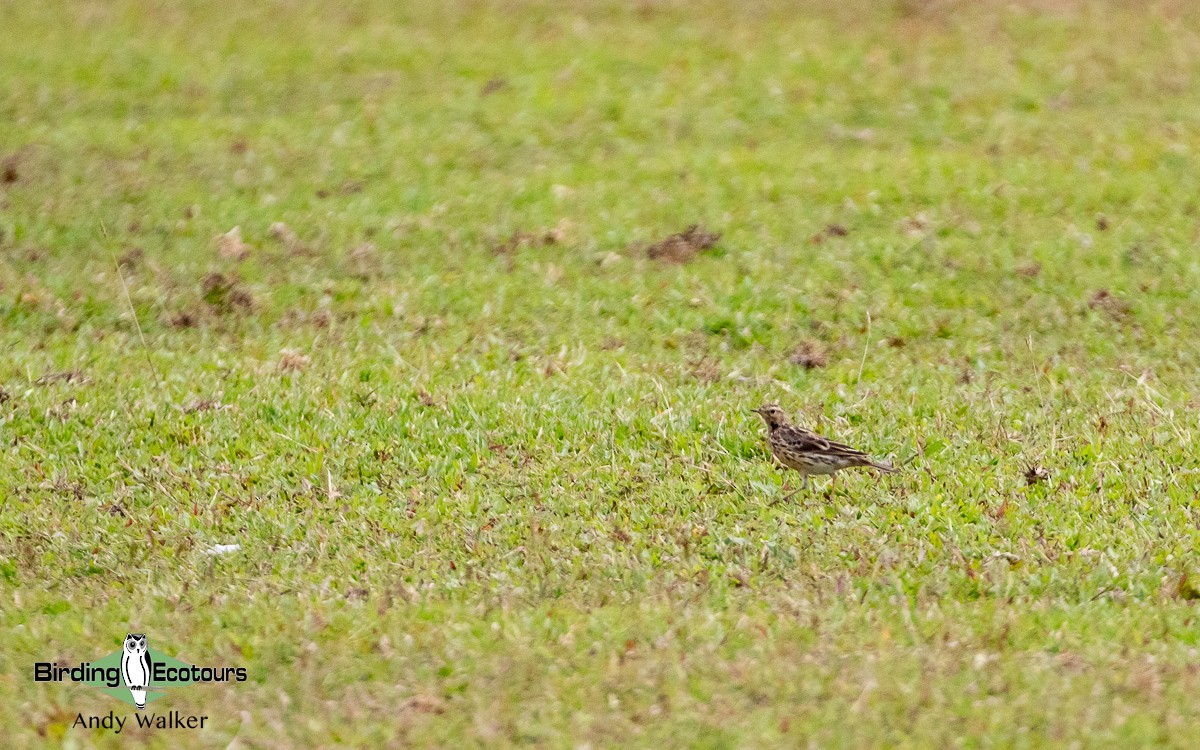 Red-throated Pipit - ML551691681