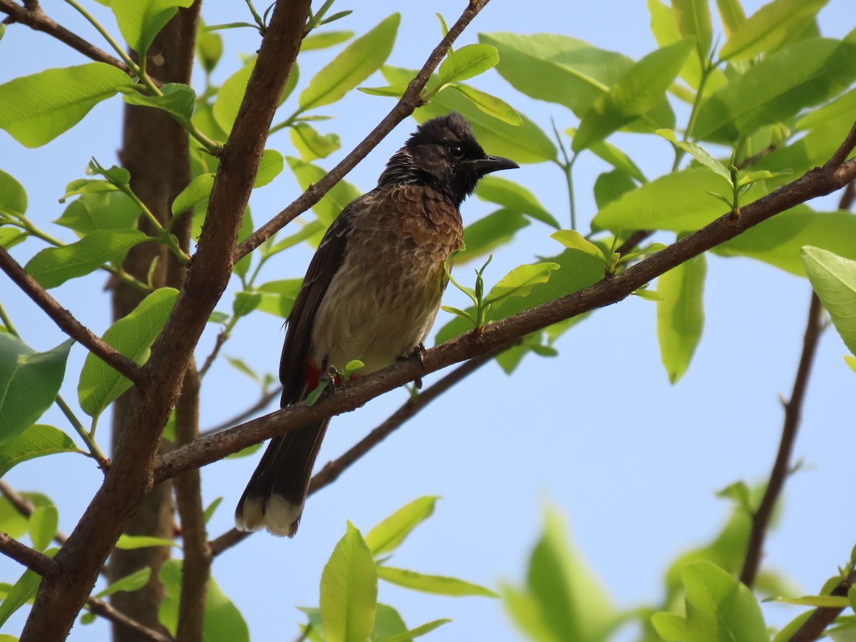 Red-vented Bulbul - ML551695851