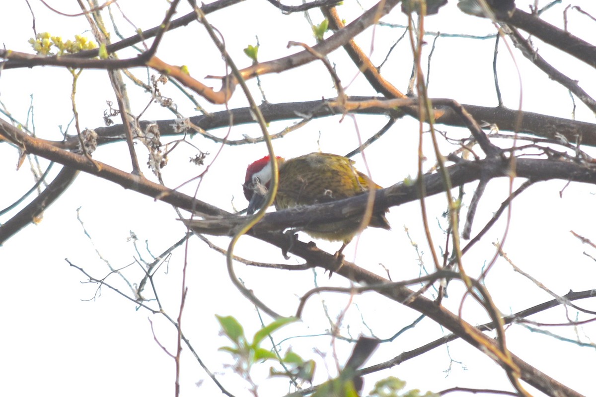 Spot-breasted Woodpecker - ML551695911