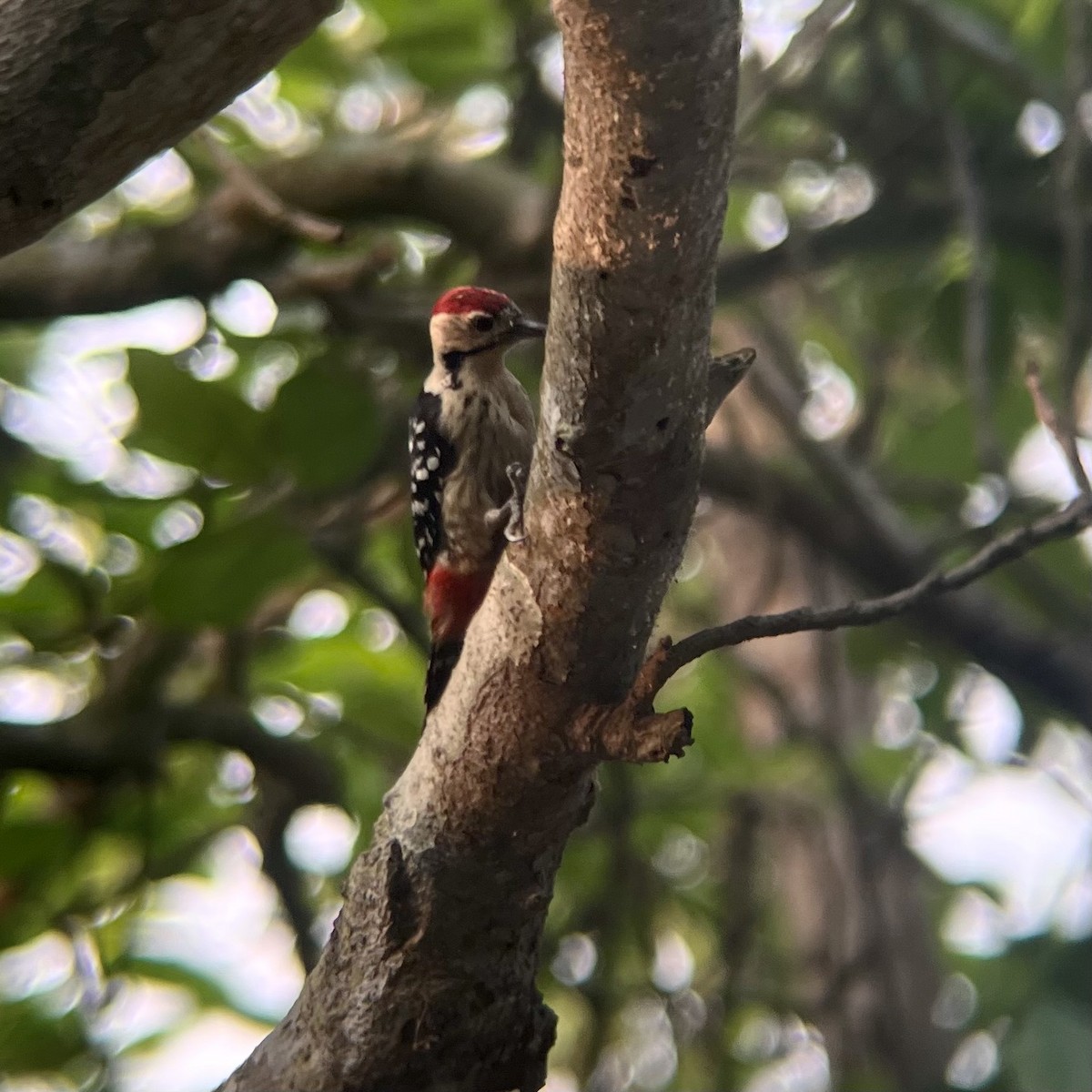 Fulvous-breasted Woodpecker - ML551695981
