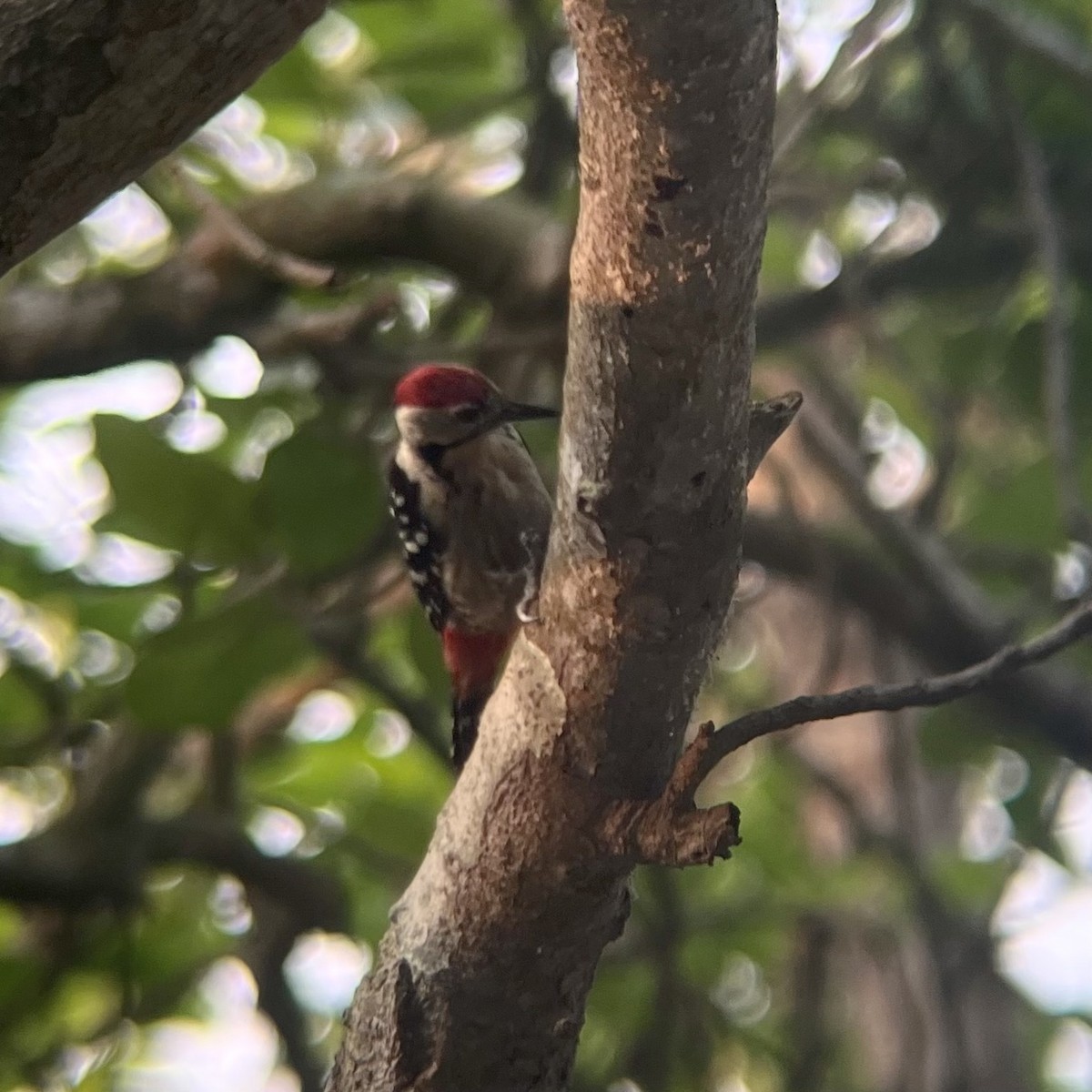 Fulvous-breasted Woodpecker - ML551695991