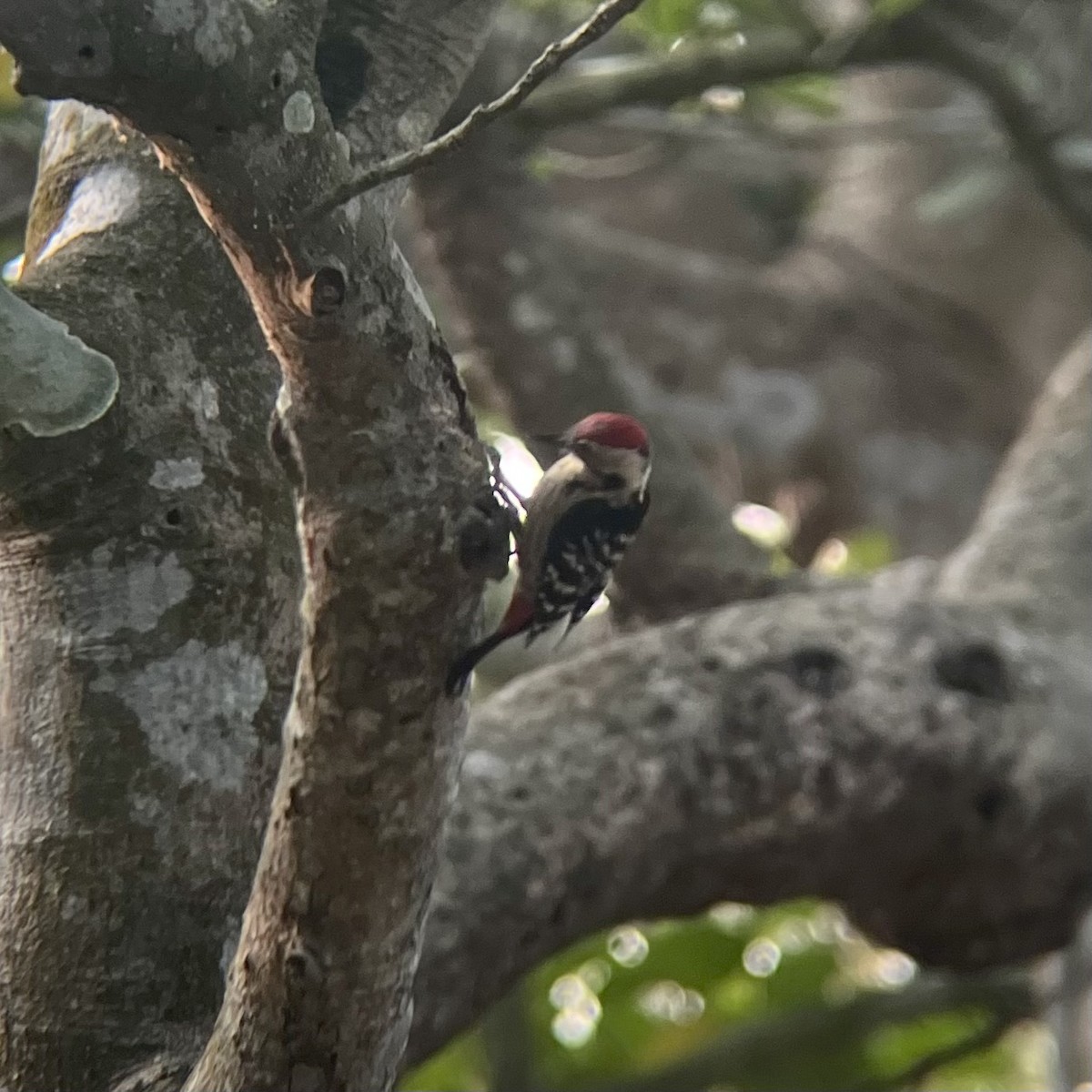 Fulvous-breasted Woodpecker - ML551696001