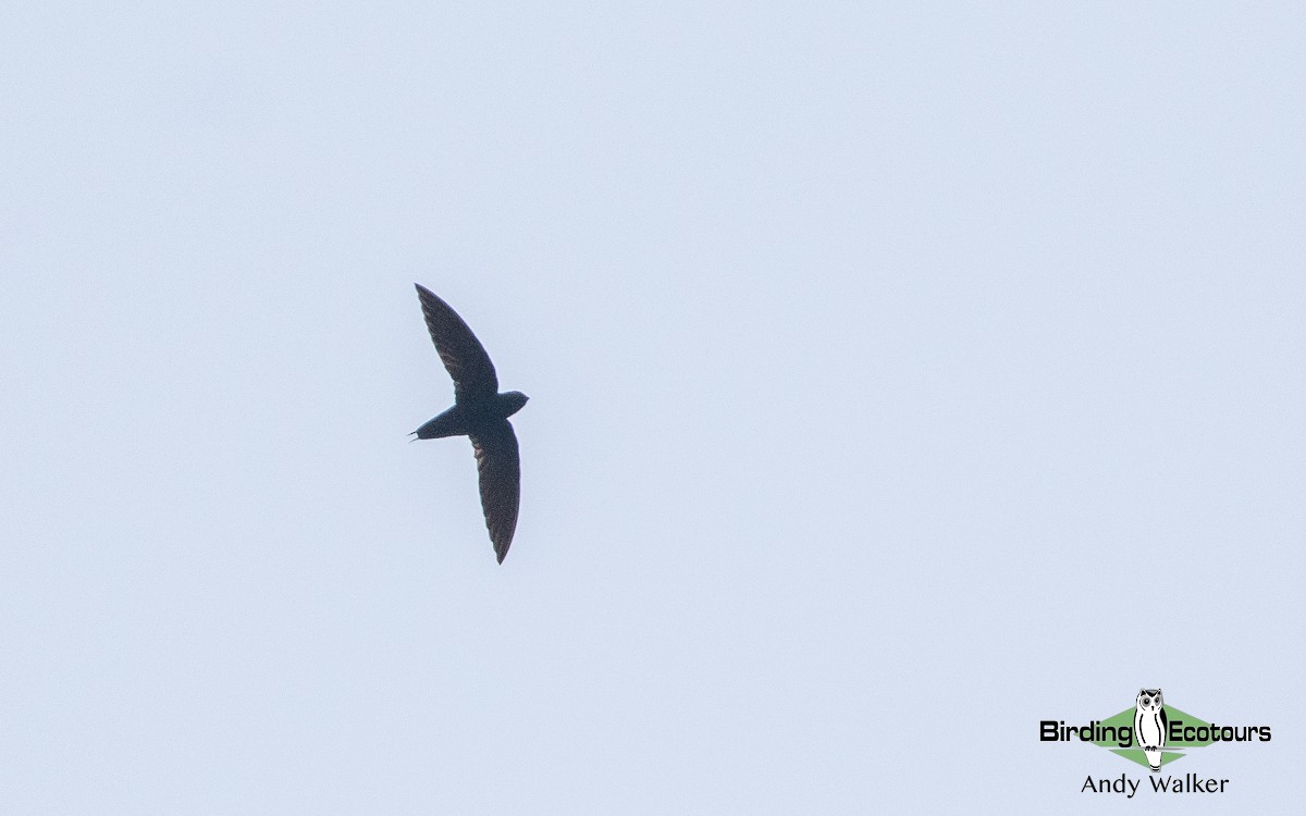 Silver-rumped Needletail - ML551696131